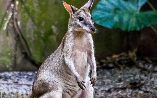 Wallaby at Zoo Melaka, part of the Combo: Zoo Melaka + Menara Taming Sari tour.