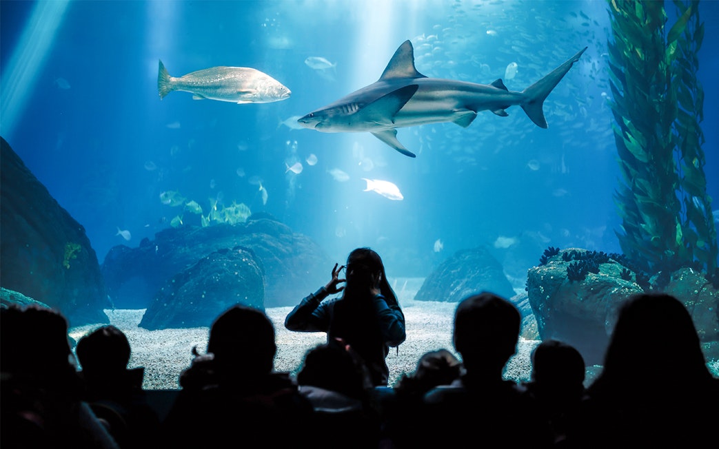 Visitors watching marine life at Seville Aquarium, including a shark and fish.
