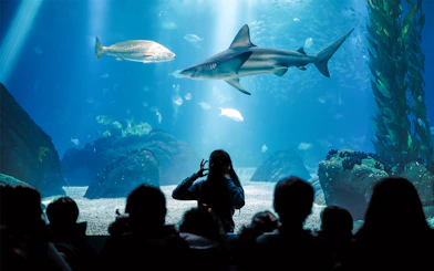 Visitors watching marine life at Seville Aquarium, including a shark and fish.