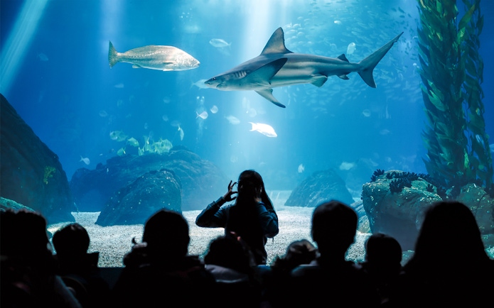 Visitors watching marine life at Seville Aquarium, including a shark and fish.