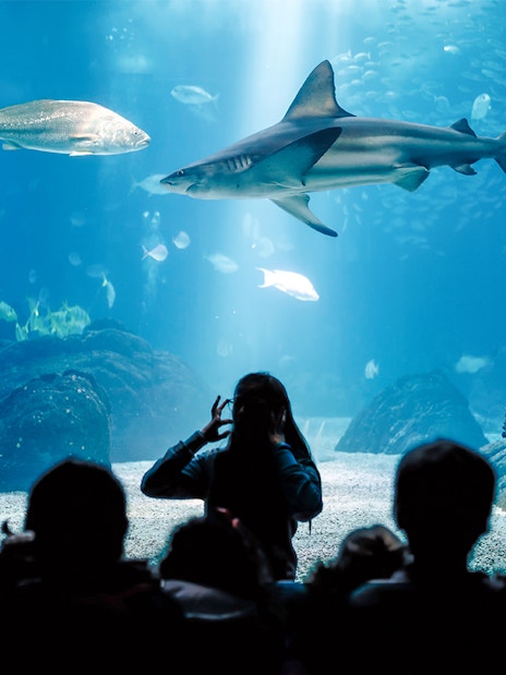 Visitors watching marine life at Seville Aquarium, including a shark and fish.