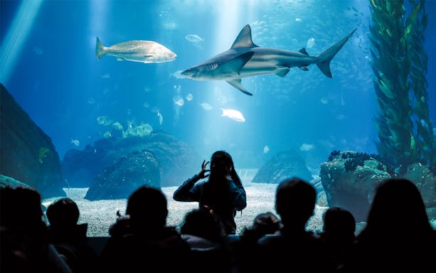 Visitors watching marine life at Seville Aquarium, including a shark and fish.
