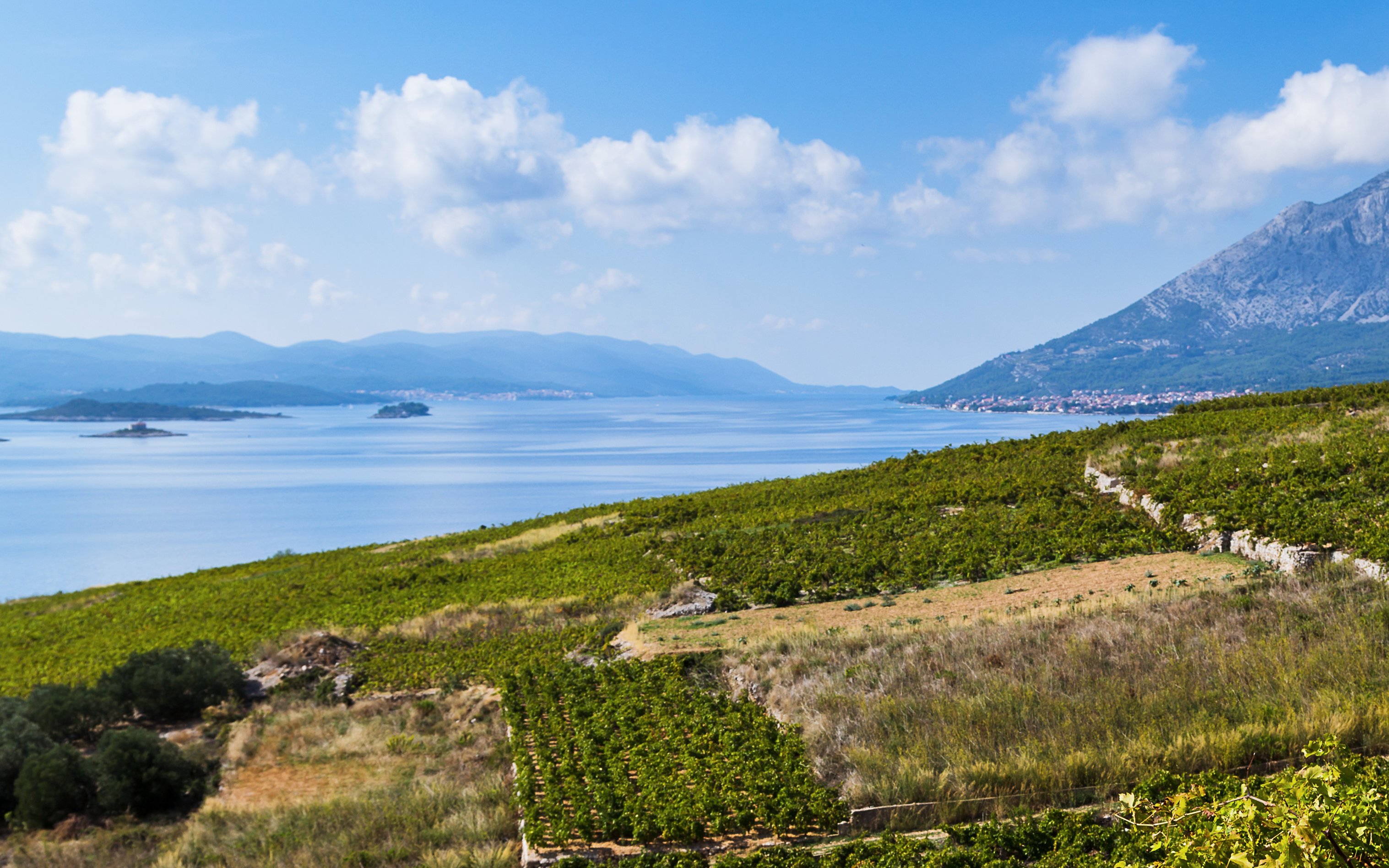 Vineyards overlooking the Adriatic Sea on the Peljesac Peninsula, Croatia.