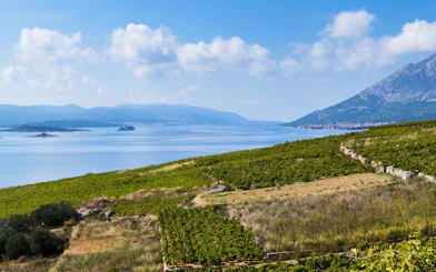 Vineyards overlooking the Adriatic Sea on the Peljesac Peninsula, Croatia.