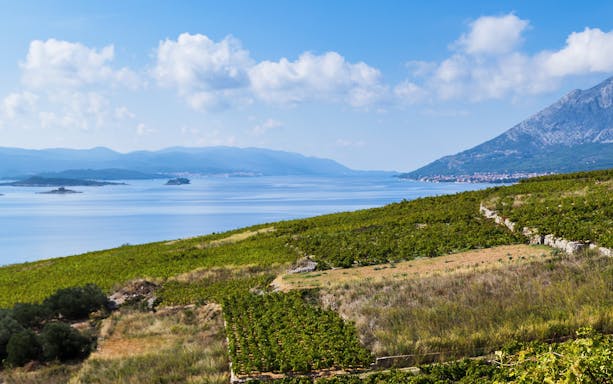 Vineyards overlooking the Adriatic Sea on the Peljesac Peninsula, Croatia.