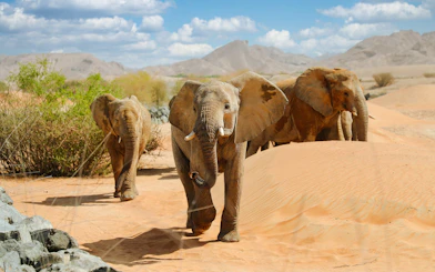 Elephants walking through desert landscape at Al Ain Zoo.