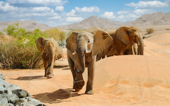 Elephants walking through desert landscape at Al Ain Zoo.