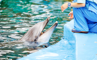 Dolphin interacting with a trainer at an aquarium.