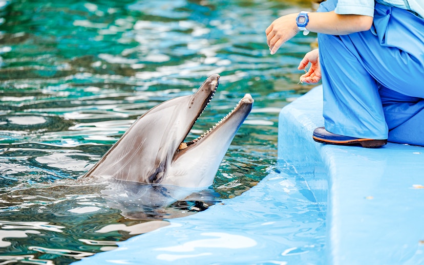Dolphin interacting with a trainer at an aquarium.