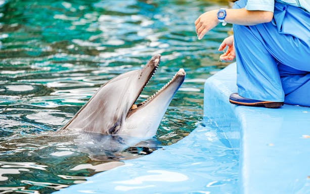 Dolphin interacting with a trainer at an aquarium.