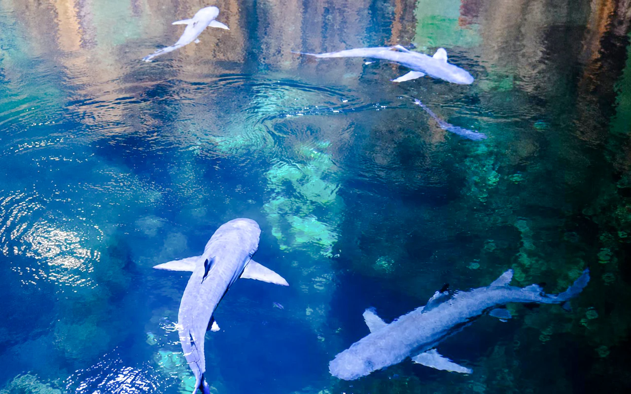 Nausicaá - Visite guidée sur le thème des requins au Centre national de la mer — 4