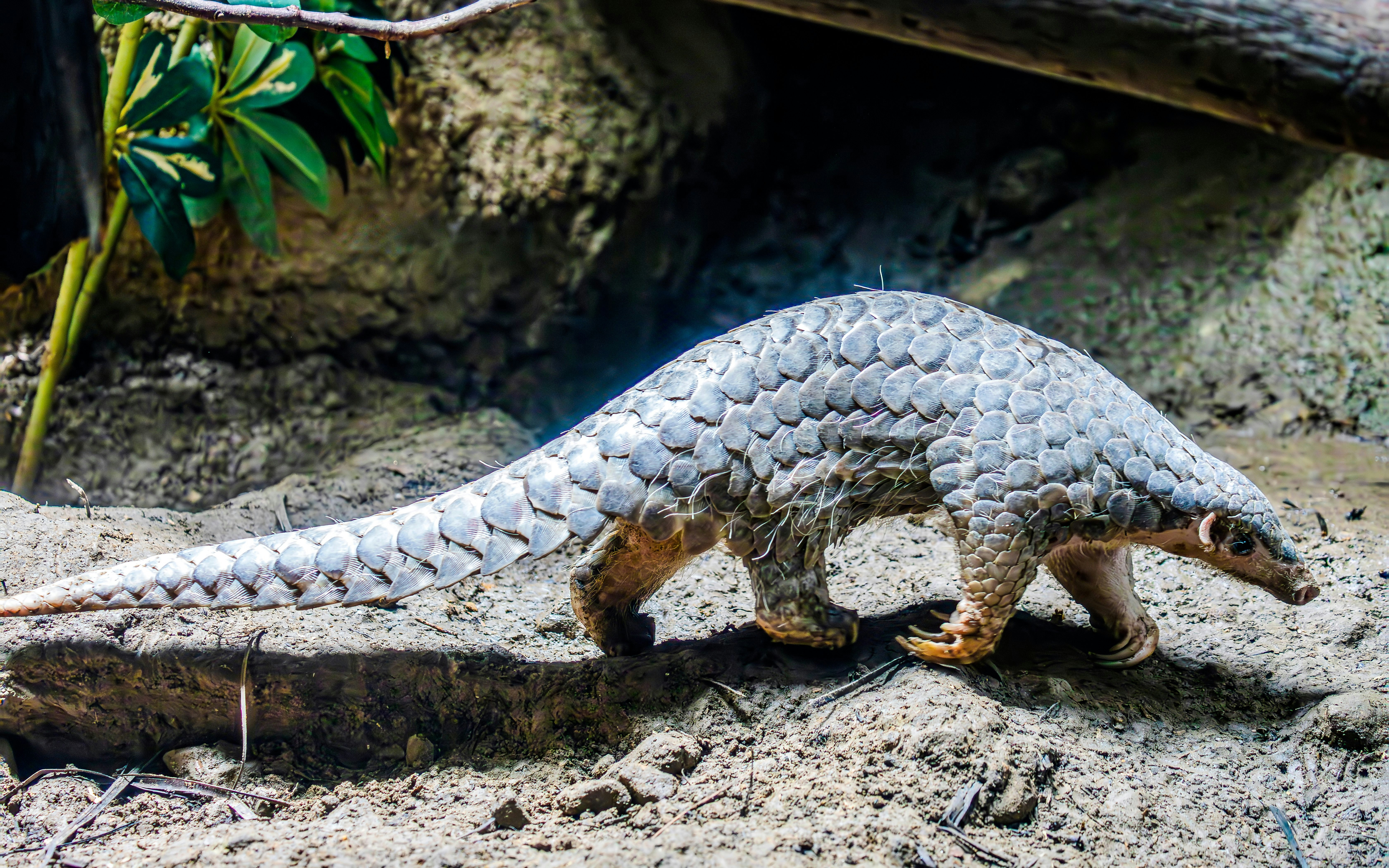 Taiwanese pangolin walking on rocky terrain.