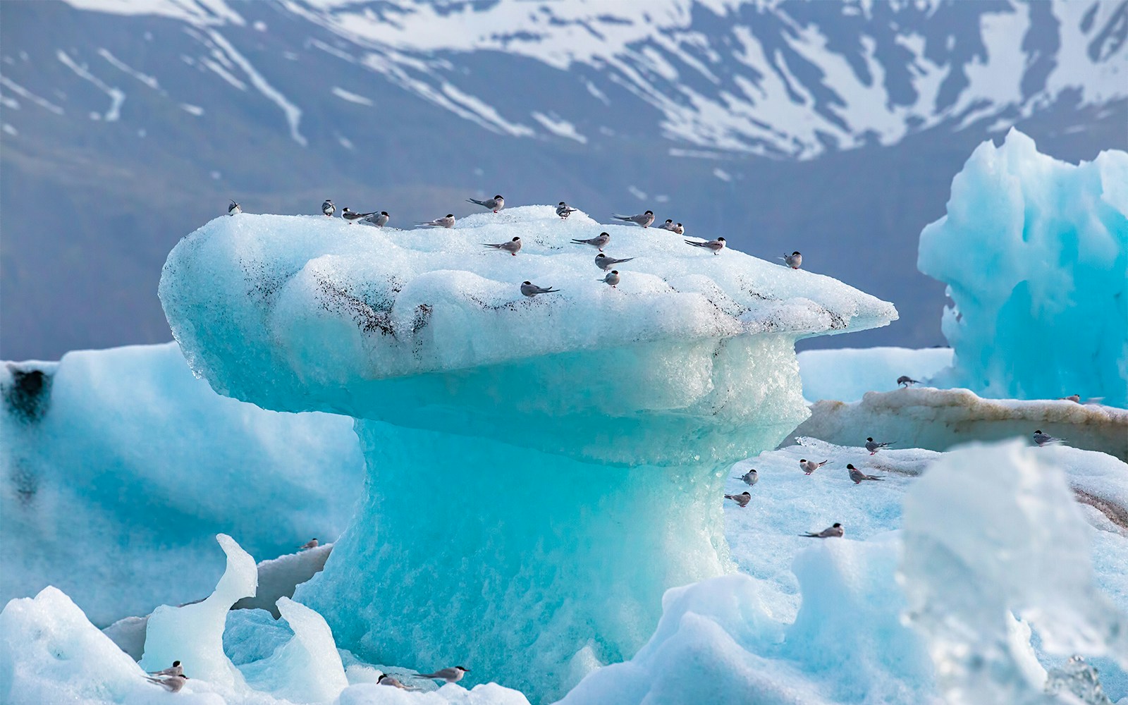 Arctic terns perched on an iceberg at Jokulsarlon glacier lake, Iceland.