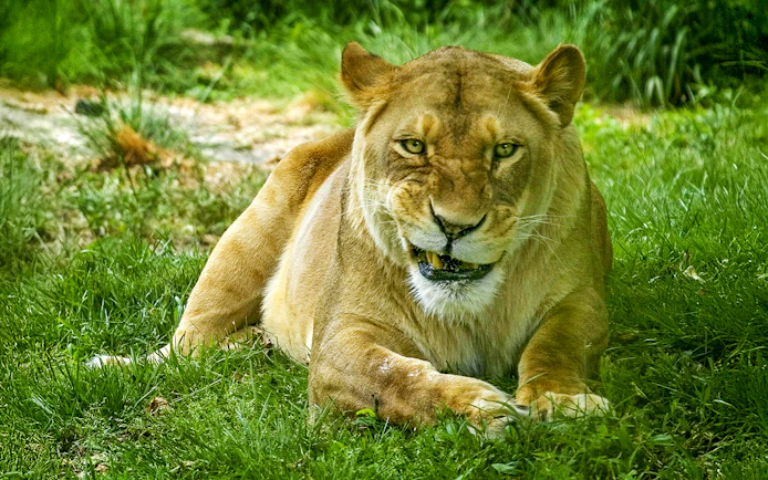 Lion resting on grass at Bronx Zoo.