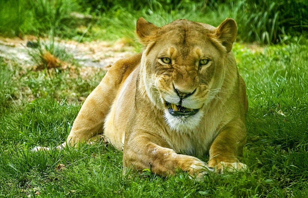 Lion in Bronx zoo