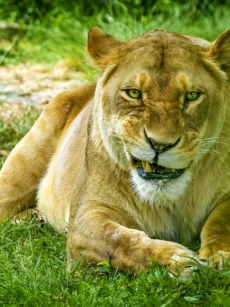 Lion resting on grass at Bronx Zoo.