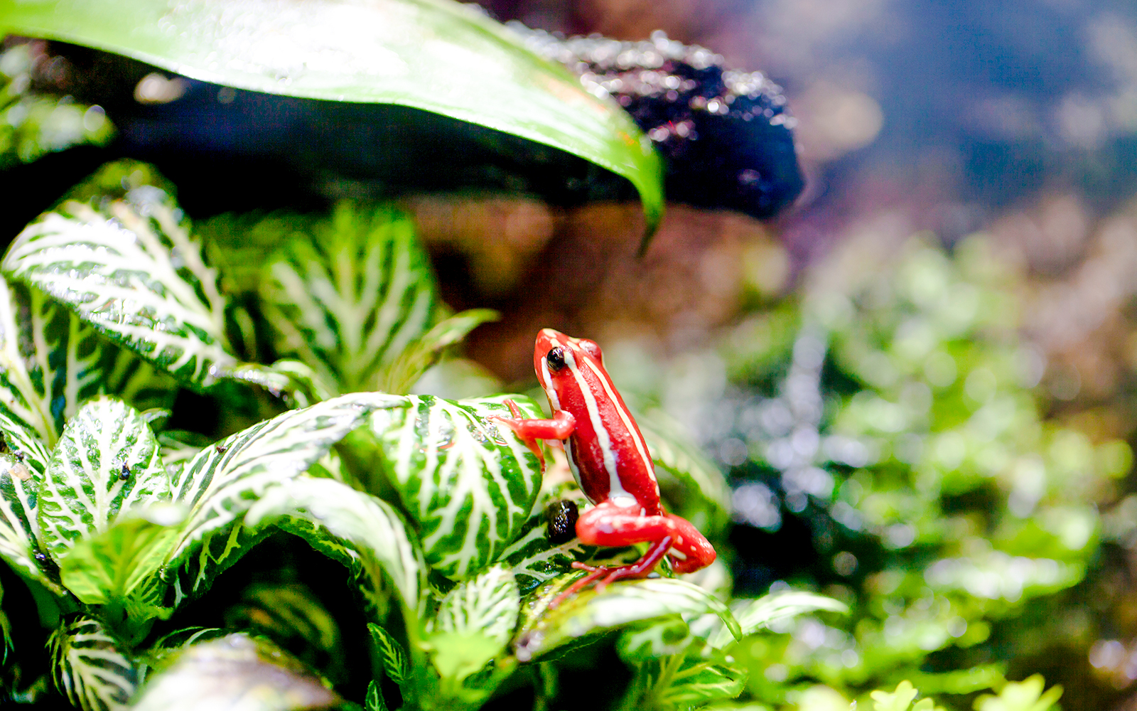 Phantasmal poison frog on foliage at Bioparc Valencia.