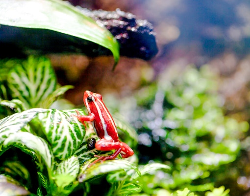 Phantasmal poison frog on foliage at Bioparc Valencia.