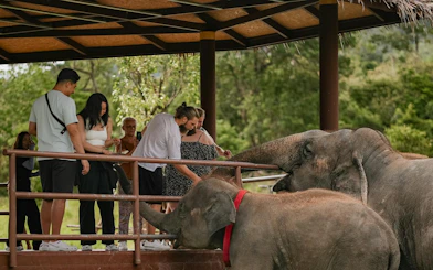 Visitors interacting with elephants at Samui Elephant Conservation, Koh Samui.