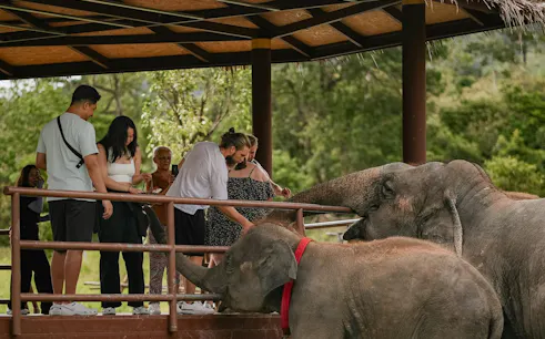 Visitors interacting with elephants at Samui Elephant Conservation, Koh Samui.
