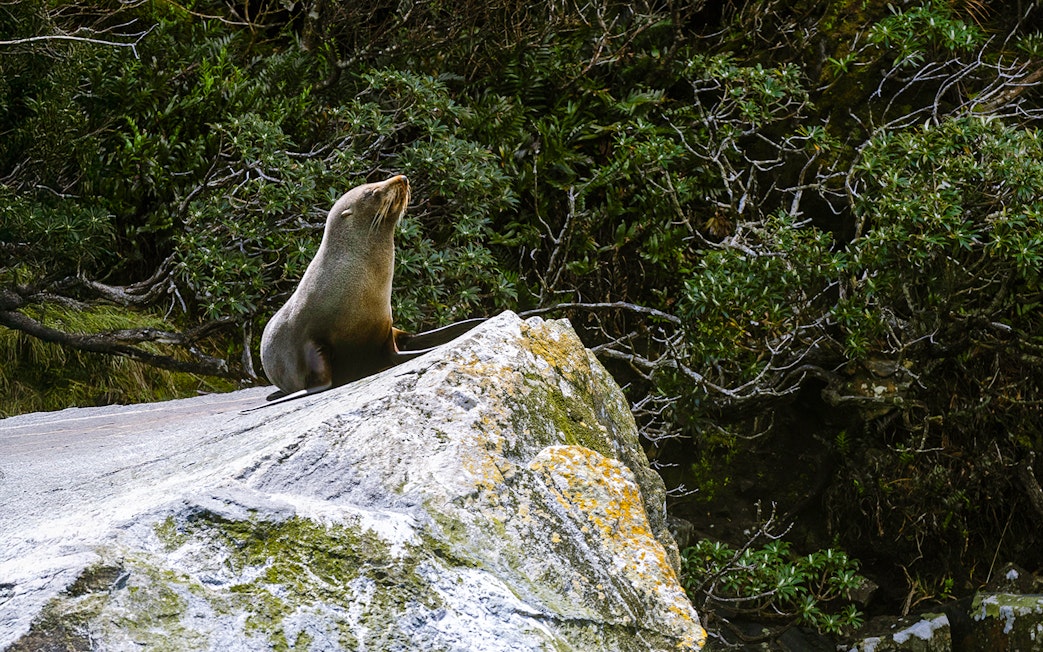 Seal resting on a rock in Milford Sound, surrounded by lush greenery.