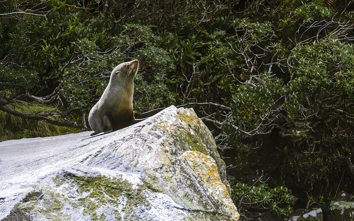 Seal resting on a rock in Milford Sound, surrounded by lush greenery.