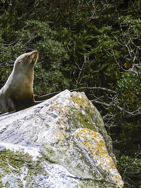 Seal resting on a rock in Milford Sound, surrounded by lush greenery.