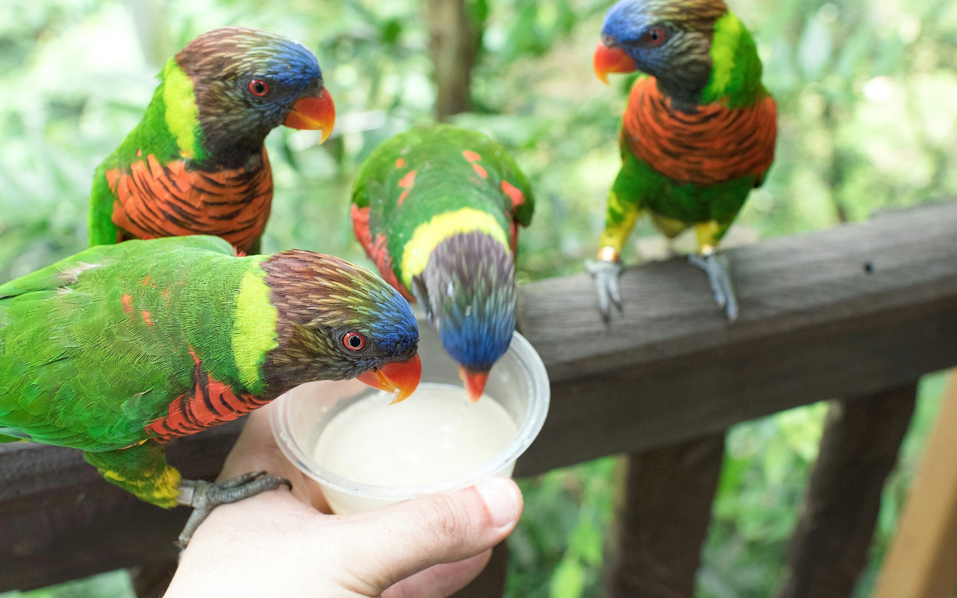 Lorikeets feeding from a visitor's hand at Jurong Bird Park, part of the 2-in-1 Park Hopper with Singapore Zoo.