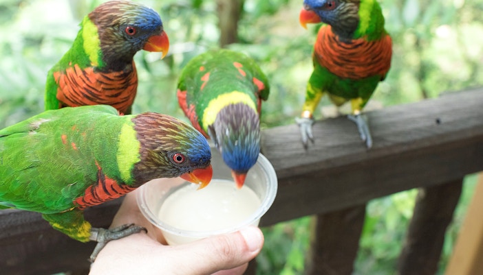 Bird Paradise