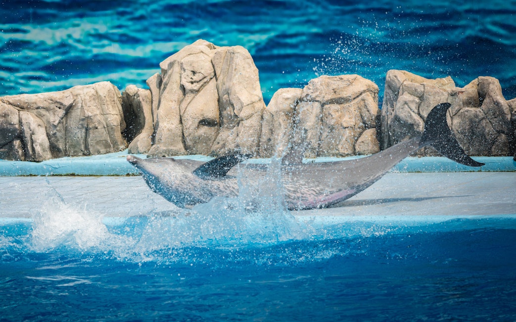 Dolphins performing in a marine park safari show with rocky backdrop.