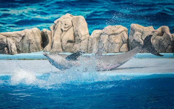 Dolphins performing in a marine park safari show with rocky backdrop.