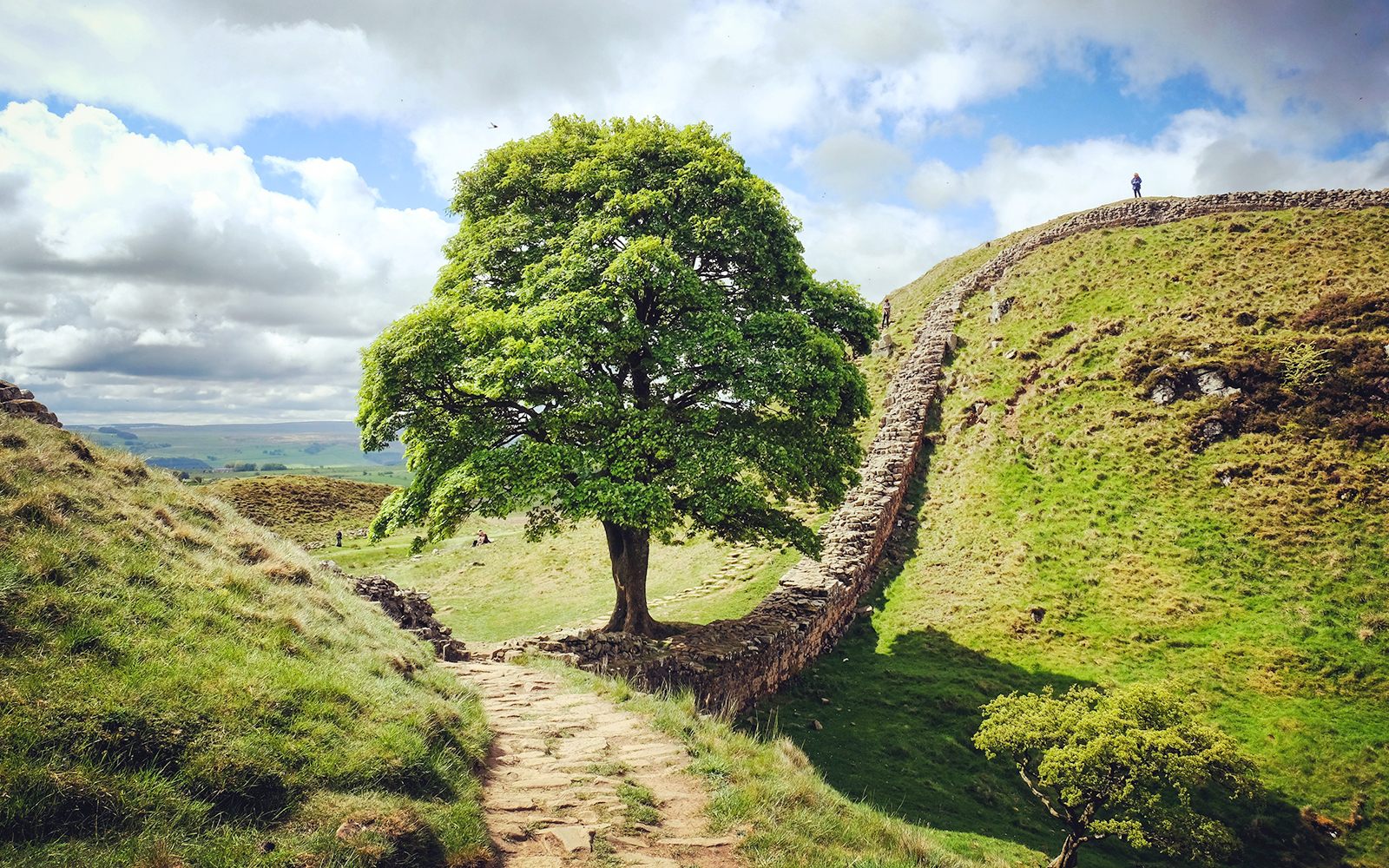 Sycamore Gap along Hadrian's Wall in Northumberland, England, featuring the iconic lone tree.