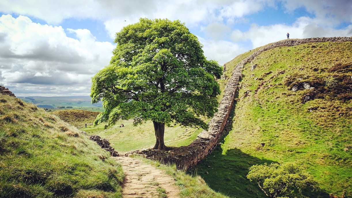 Sycamore Gap along Hadrian's Wall in Northumberland, England, featuring the iconic lone tree.
