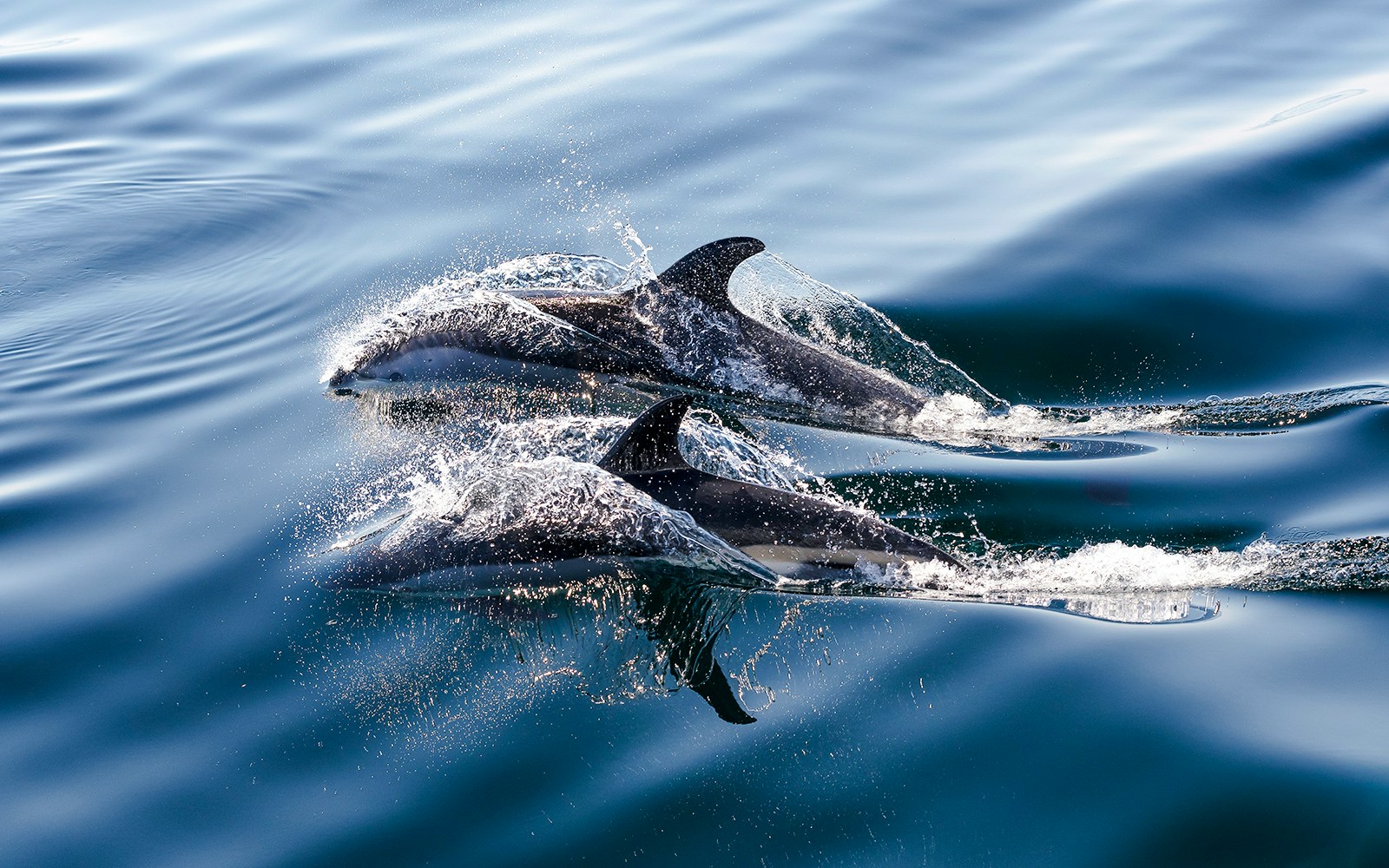 white-sided dolphins swimming in the ocean.