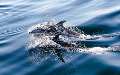 Atlantic white-sided dolphins swimming in the ocean.