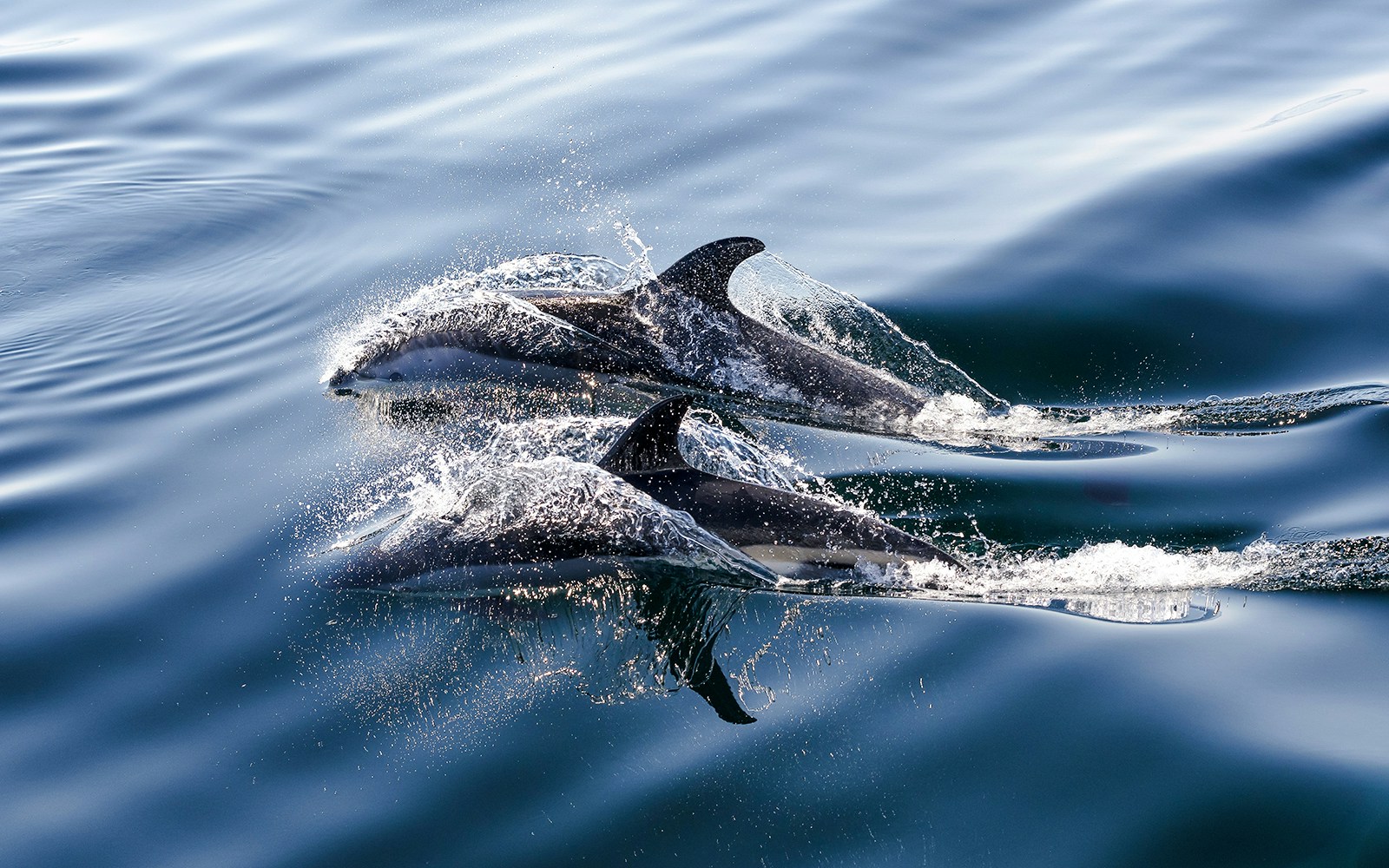 white-sided dolphins swimming in the ocean.