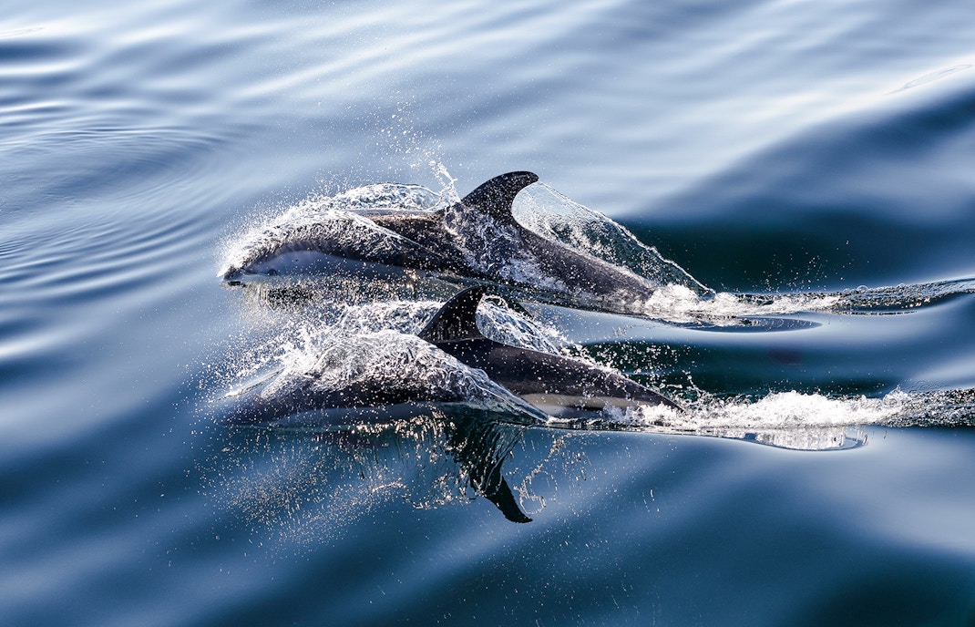 Atlantic white-sided dolphins swimming in the ocean.