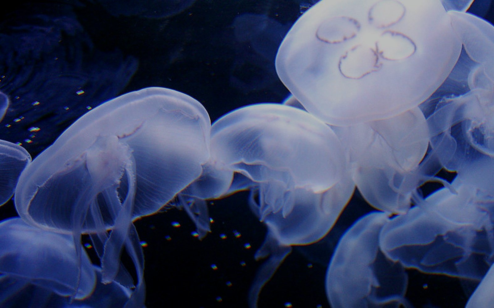 Jellies Aquarium of the Bay