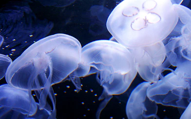 Jellyfish swimming at Aquarium of the Bay, San Francisco.