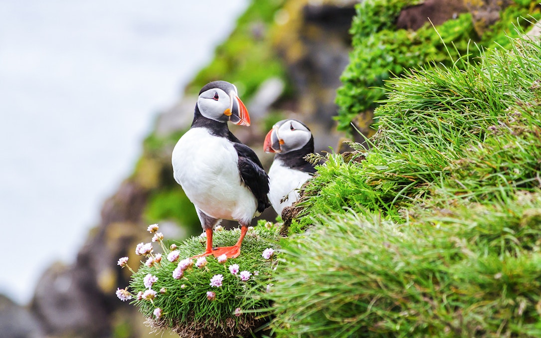 Puffins on a grassy cliff during a boat tour from Reykjavik.