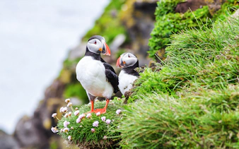Puffins on a grassy cliff during a boat tour from Reykjavik.