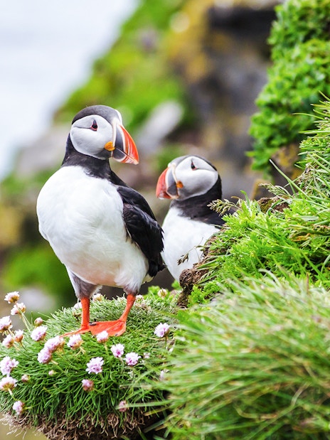 Puffins on a grassy cliff during a boat tour from Reykjavik.