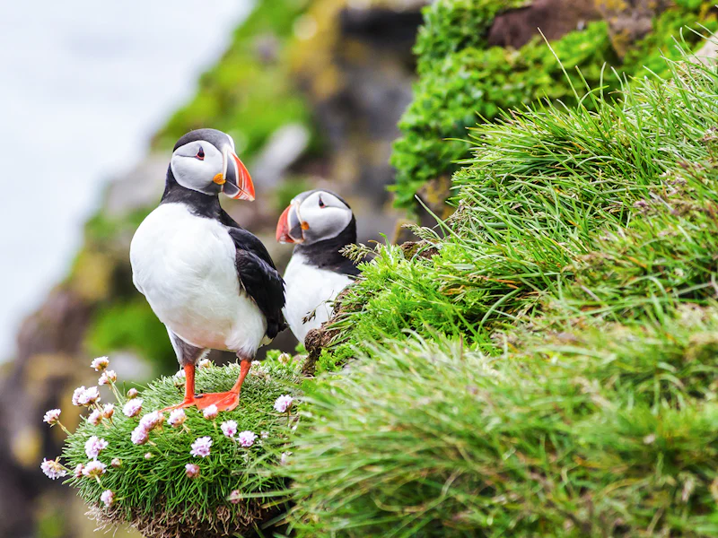 Reykjavik Puffin Wathcing Boat Tour - Reykjavík