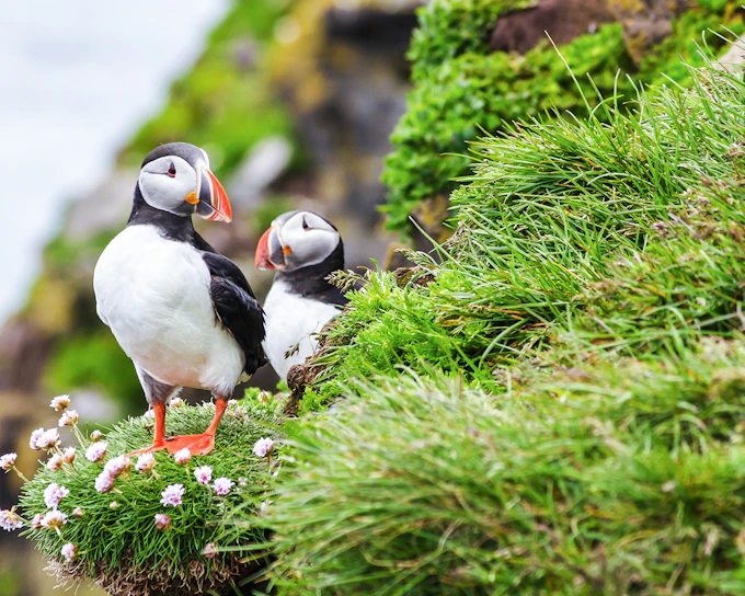 Reykjavik: Puffin Watching Boat Tour
