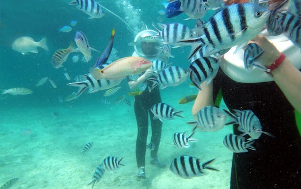 Snorkeler surrounded by tropical fish at Langkawi Marine Park.