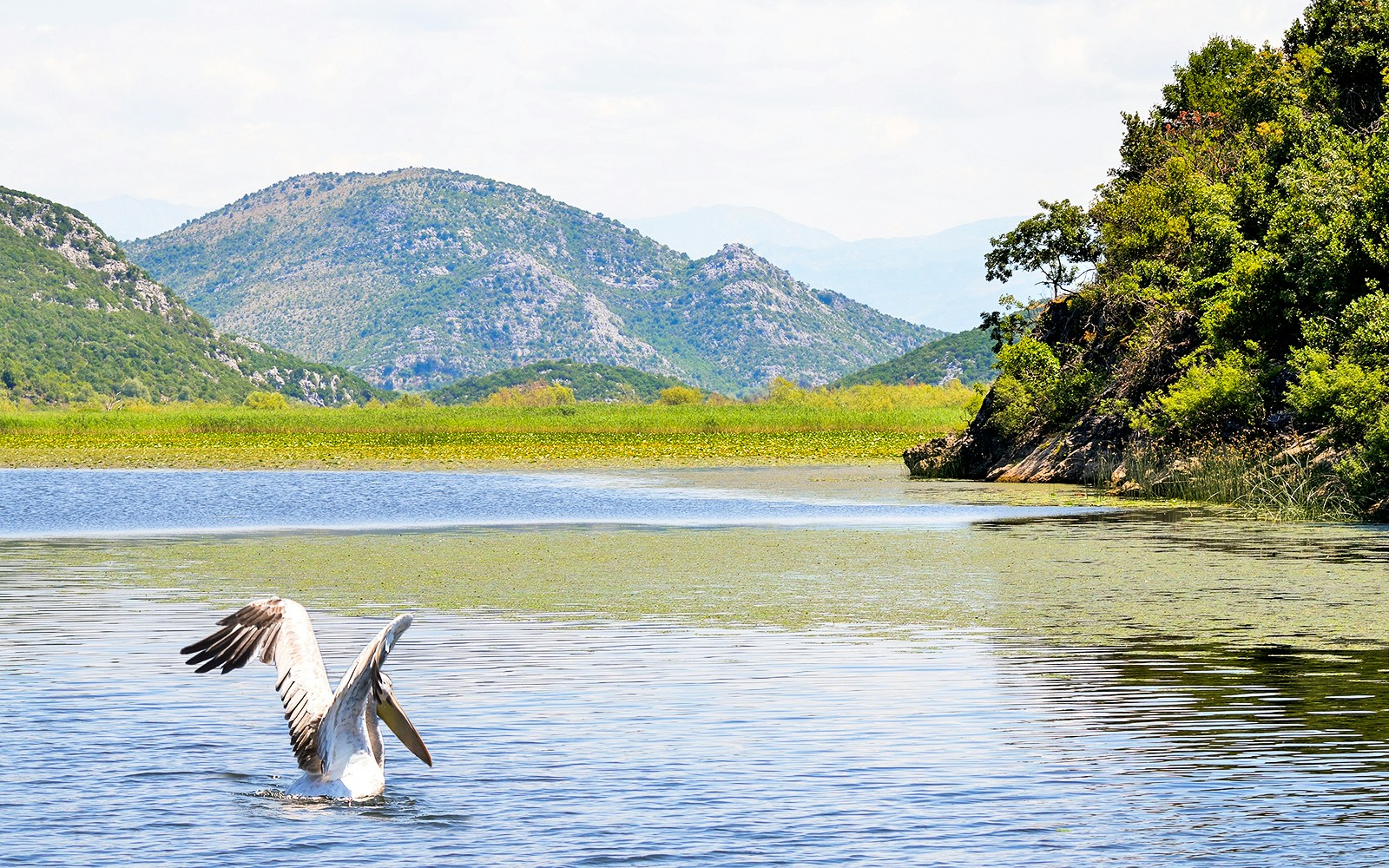 Great White Pelican on Lake Skadar with mountainous backdrop.