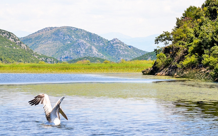 Great White Pelican on Lake Skadar with mountainous backdrop.