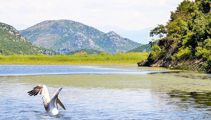 Great White Pelican on Lake Skadar with mountainous backdrop.