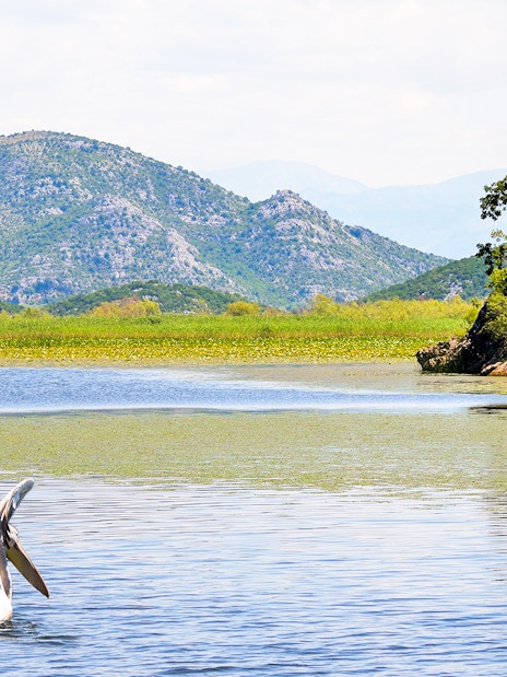 Great White Pelican on Lake Skadar with mountainous backdrop.