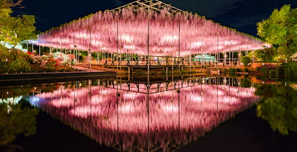 Bloemenpark Ashikaga